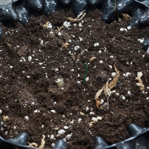 veg tent and seedlings