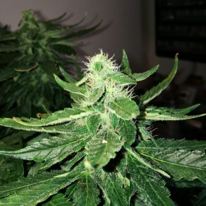 white widow auto