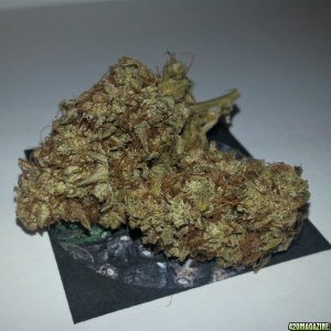 Gorilla Dawg