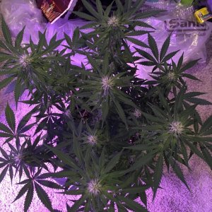 First grow