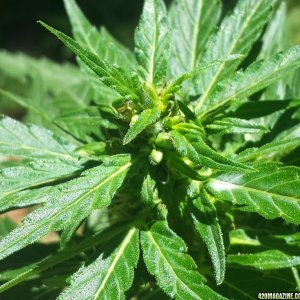 Female bud with female pollen sacks