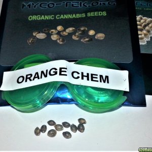 Myco-Tek Seed Co. - Orange Chemeleon