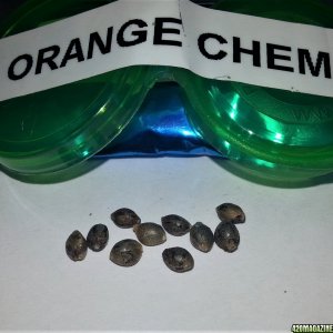 Myco-Tek Seed Co. - Orange Chemeleon