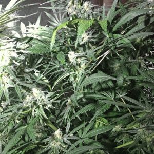 First Grow Ripening