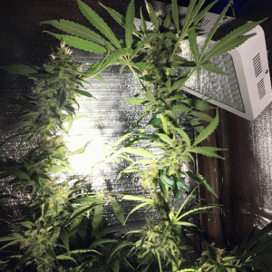 First Grow Ripening