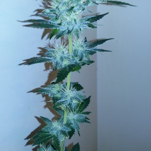 coco grow 2L pop bottles