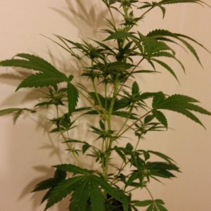 coco grow 2L pop bottles