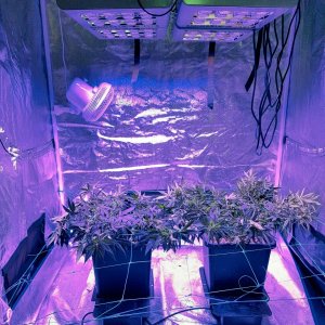 Big-bud & Pure Power Plant - Day 1