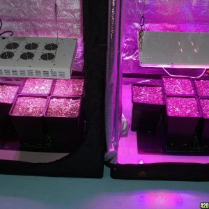 LED comparison germination