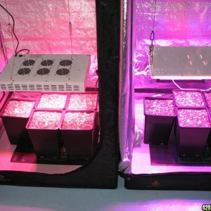 LED comparison germination