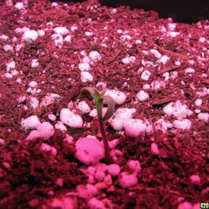 LED comparison germination