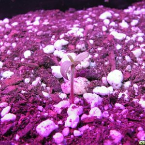 LED comparison germination