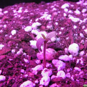 LED comparison germination