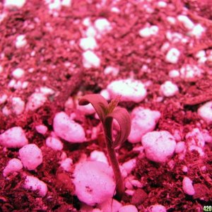 LED comparison germination