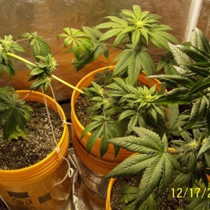 New grow cfl/soil