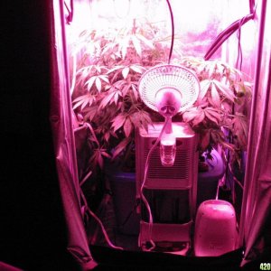 Day 34 @ 12/12 Bux's grow