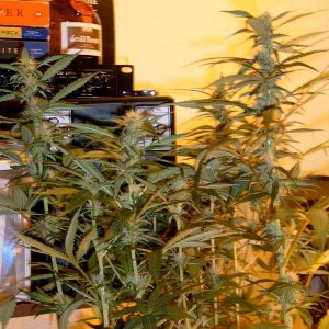 zills hawg kush grow