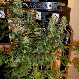 zills hawg kush grow