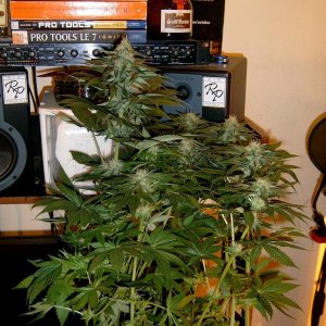 zills hawg kush grow