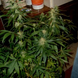 zills hawg kush grow