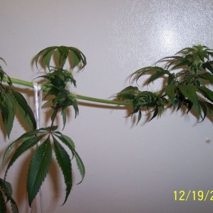 New grow cfl/soil