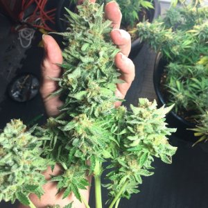 LSD Harvested