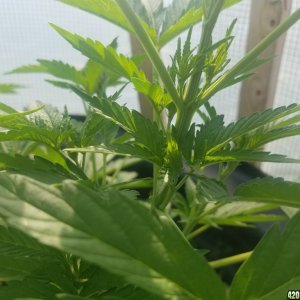 first grow  ?sex?