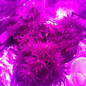 My first grow