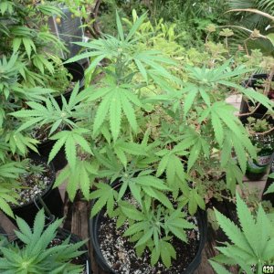 bagseed clones and others