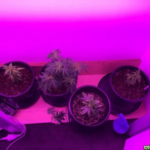 Veg Room Update