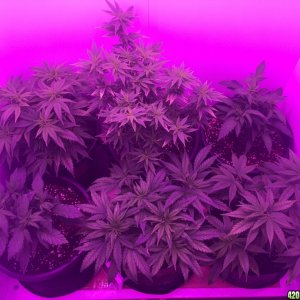 Veg Room Update