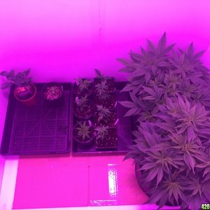 Veg Room Update