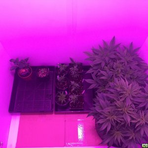 Veg Room Update