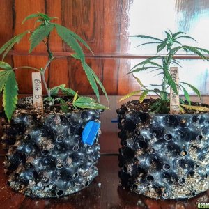 Clones day 7