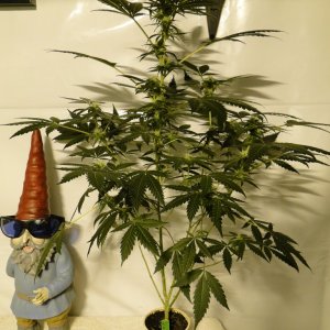 2017 Solo Cup Grow-AK-47 x G.D.P.-Day 21 of Flowering