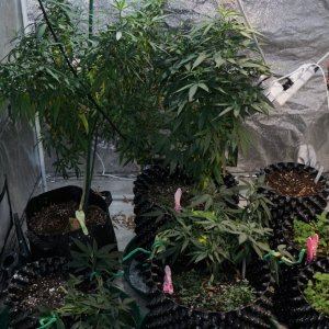 plants and seedlings