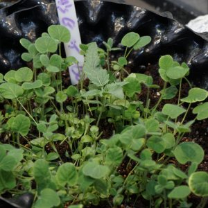 plants and seedlings