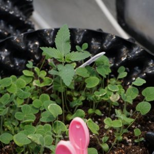 plants and seedlings