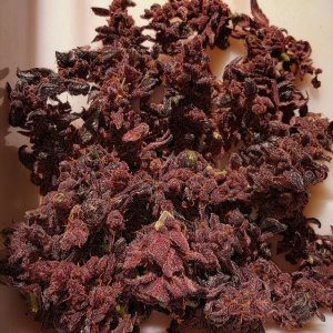 Blackberry Kush