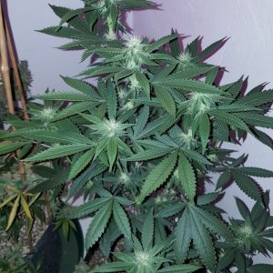 501_og_3_weeks