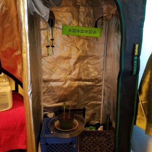 Grow_Tent_21