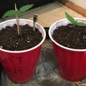 ChocCity Perpetual Grow: Mobay Kush