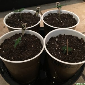 ChocCity Perpetual Grow: Sleepy's Kush