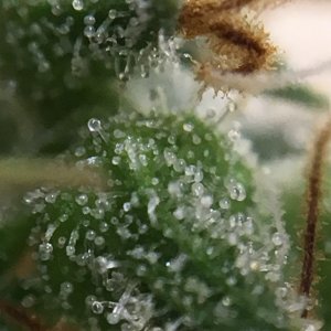 Thai Stick Trichs At 18 Weeks