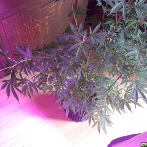 pineapple express and 3 unknown 25/06 growreport pics