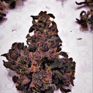 Blackberry_Kush_1-2