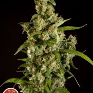 Philosopher Seeds - Jamaican Blueberry BX cannabisseeds and weedseeds