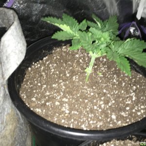 Afghan Kush  Skunk Diesel Fast to Fast  Waikiki Queen