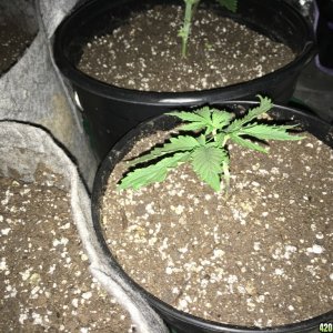 Afghan Kush  Skunk Diesel Fast to Fast  Waikiki Queen