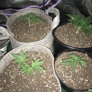 Afghan Kush  Skunk Diesel Fast to Fast  Waikiki Queen